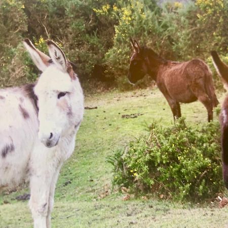 Shorefield Country Park, Where The New Forest Meets The Sea, Passes For All Entertainment Included Milford on Sea Luaran gambar