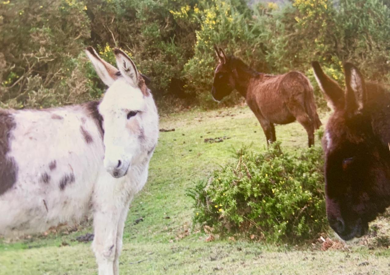Shorefield Country Park, Where The New Forest Meets The Sea, Passes For All Entertainment Included Milford on Sea Luaran gambar